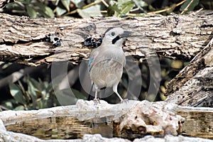 Eurasian Jay juvenil at the pond in the forest photo