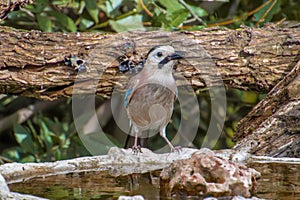 Eurasian Jay juvenil at the pond in the forest photo