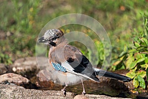 Eurasian jay with peanut