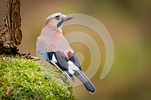 Eurasian jay perched