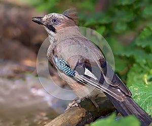 Eurasian Jay perched near a waterpond backview shot in large definition