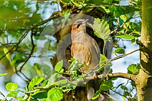 Eurasian Jay perched in a tree