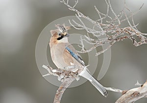 Eurasian jay perched on a tree branch in winter