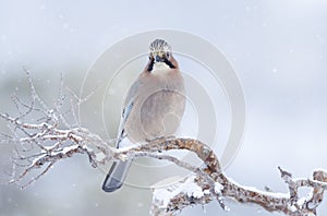 Eurasian jay perched on a tree branch in winter