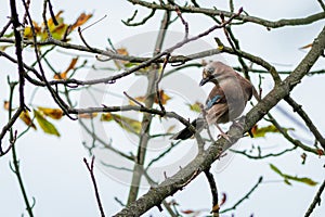 The Eurasian jay perching on a branch