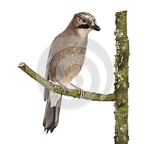 Eurasian Jay perching on a branch, Garrulus glandarius, isolated