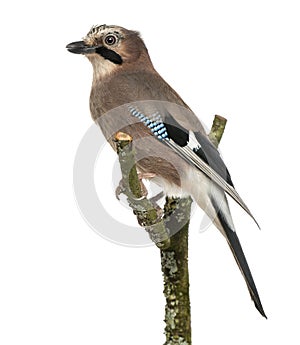 Eurasian Jay perching on a branch, Garrulus glandarius, isolated photo