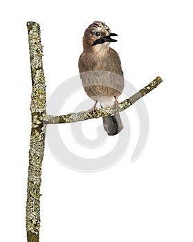 Eurasian Jay perching on a branch tweeting, Garrulus glandarius