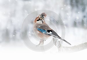 Eurasian Jay perching on the tree branch while snowing