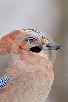 Eurasian Jay portrait