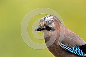 Eurasian jay portrait