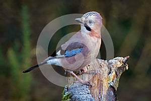 Eurasian jay portrait close up