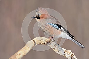 Eurasian jay, posing on a branch, picked up a pappus.