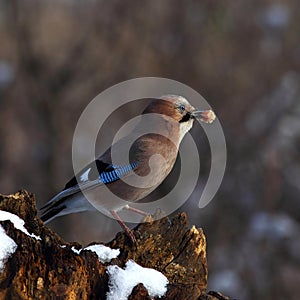 Eurasian jay with a prey in beak