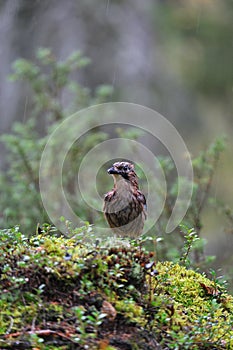 Eurasian Jay in the rain
