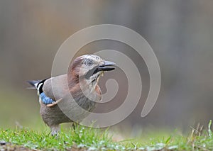 Eurasian Jay in the rain
