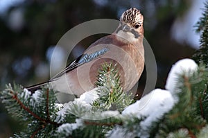 Eurasian jay