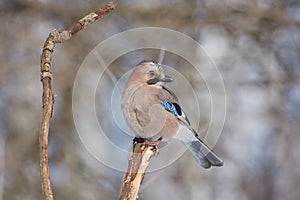 Eurasian jay sits on a branch of a tree in a forest park and slumbers under the rays of the spring sun