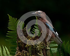 Eurasian jay sits on old stump