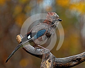 Eurasian jay sits soak on an old branch