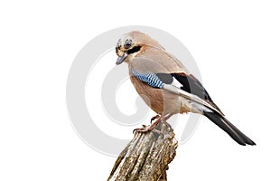 Eurasian jay sitting on branch isolated on white background.