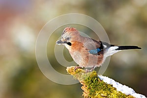 Eurasian jay sitting on mossed wood in winter from side
