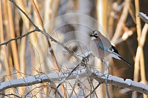 Eurasian Jay on a snowy branch