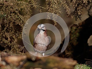 Eurasian Jay speckled head