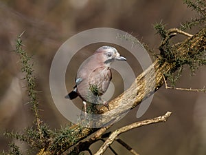 Eurasian Jay speckled head