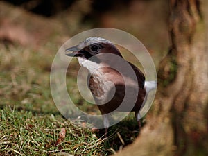 Eurasian Jay speckled head