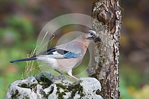 Eurasian jay standing on a stone in Vosges mountains, France