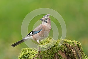 Eurasian jay