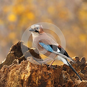 Eurasian jay on a stump 3.