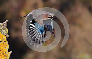 Eurasian jay taking off with strretched wings from branch in autumn photo