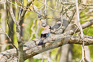 Eurasian Jay on the Tree