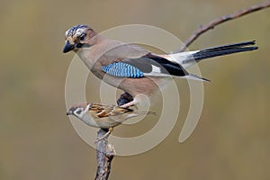 Eurasian Jay and Tree Sparrow size compare on a willow branch b