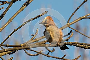 eurasian jay up in a tree