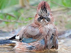 Eurasian Jay very soggy picture with irokez in water