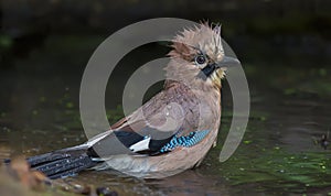 Eurasian jay washes itself and soaked in water pond