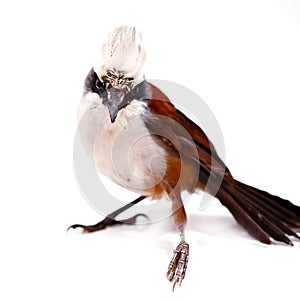 Eurasian jay on white