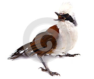 Eurasian jay on white