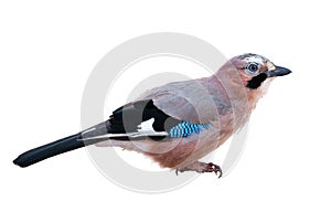 Eurasian jay on white