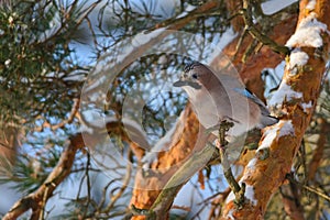 Eurasian Jay in winter