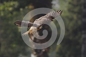 Eurasian Kestrel bird