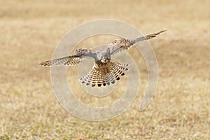 Eurasian Kestrel bird