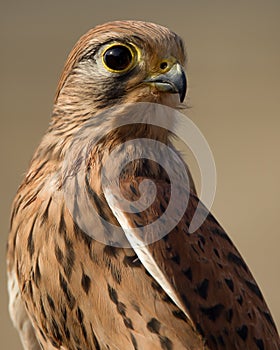 Eurasian Kestrel