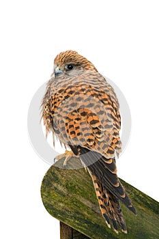 Eurasian Kestrel Falco tinnunculus