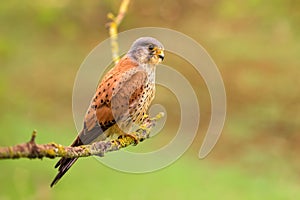 Eurasian Kestrel - Falco tinnunculus