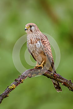 Eurasian Kestrel - Falco tinnunculus