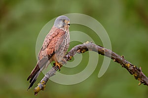 Eurasian Kestrel - Falco tinnunculus photo